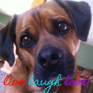 Meet your Posher, Donna